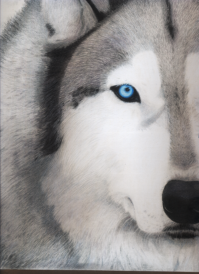 Siberian Husky WIP